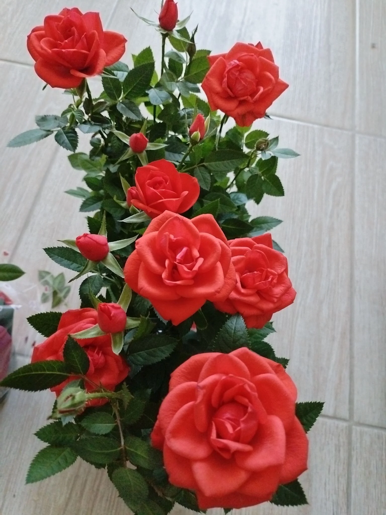 Card image 2