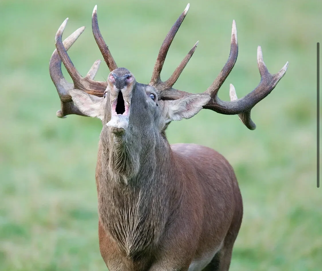 Card image 1