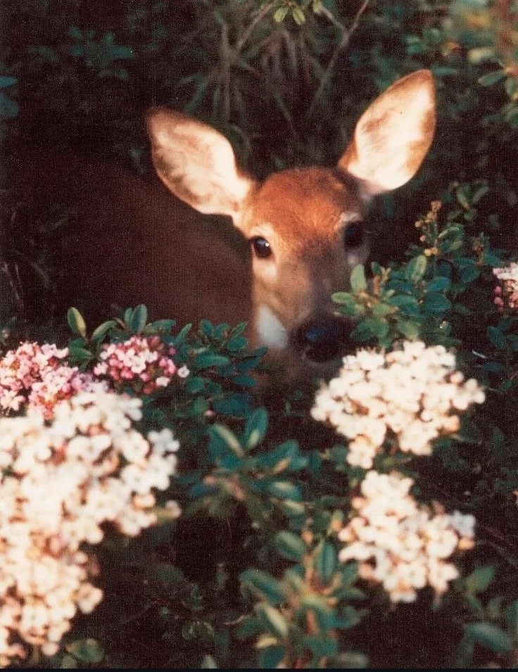 Card image 1