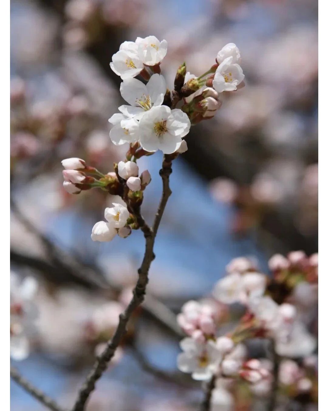 Card image 1