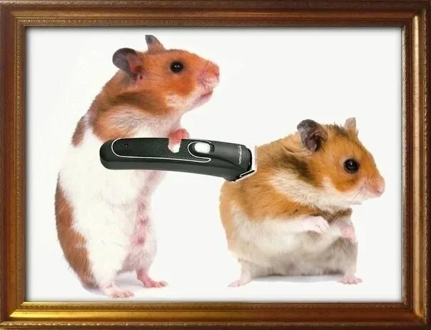 Card image 3