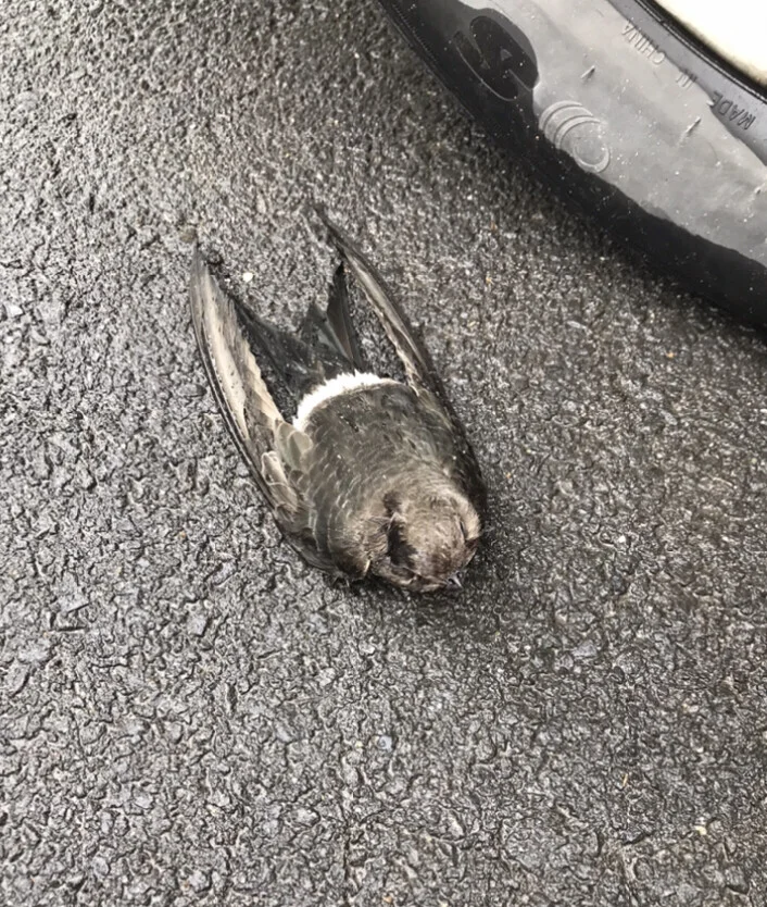 Card image 2