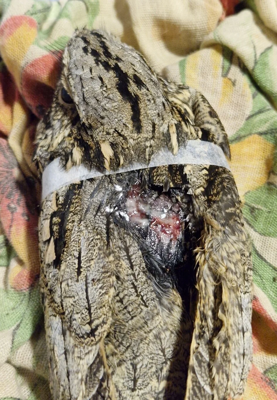 Card image 3